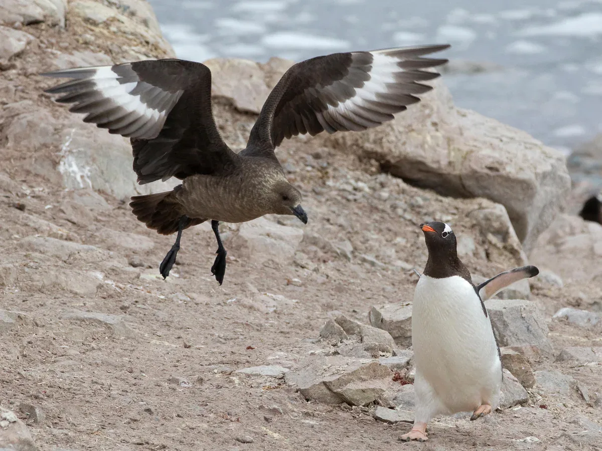 Why H5N1 bird flu is a growing threat to Australia's wildlife
